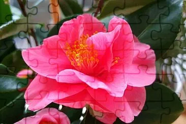 Flor cor de rosa jigsaw puzzle