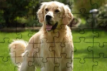 My Golden Retriever jigsaw puzzle