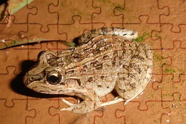 Leptodactylus chaquensis