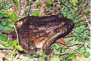 Leptodactylus labirinthicus