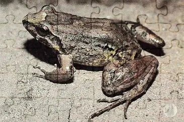 Leptodactylus leptodactyloides