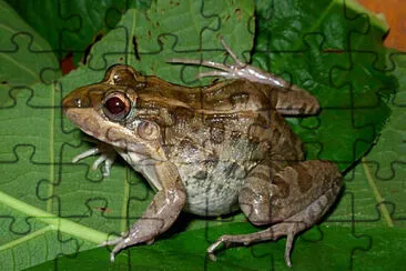 Leptodactylus macrosternum