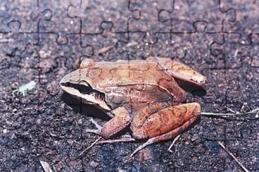 Leptodactylus mystaceus