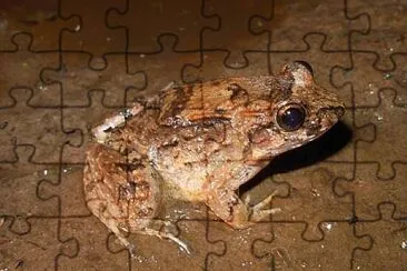 Leptodactylus petersii