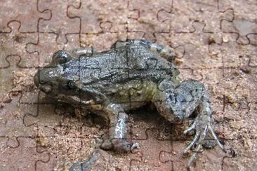 Leptodactylus podicipinus