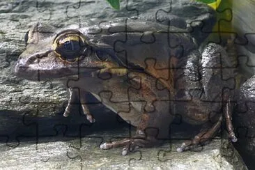 Leptodactylus fallax jigsaw puzzle