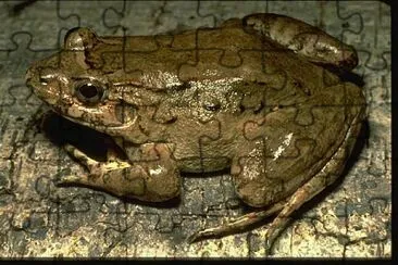 Leptodactylus wagneri