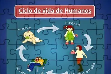 Arma el rompecabezas del ciclo del ser humano.