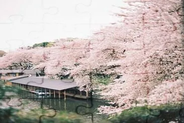 japanesespring jigsaw puzzle