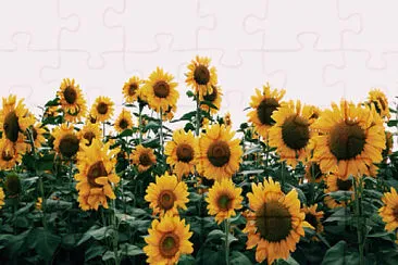 פאזל של sunflowers