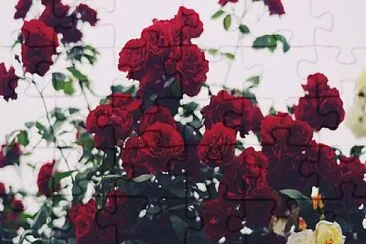 פאזל של redroses