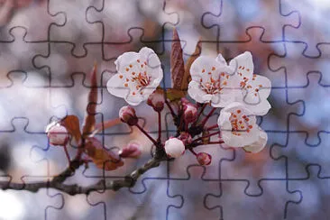 sakura jigsaw puzzle