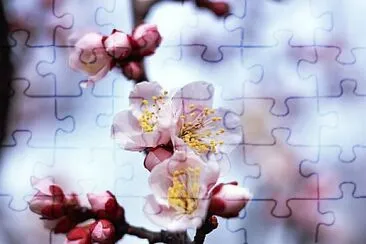 spring jigsaw puzzle