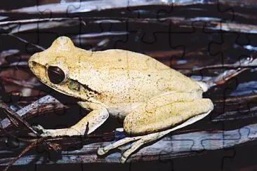 Hypsiboas raniceps