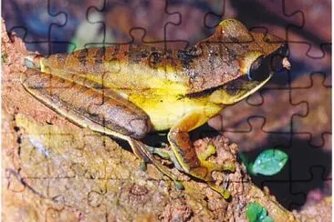 Hypsiboas albopuntatos