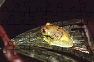 Hypsiboas cinerances