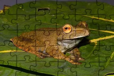 Hypsiboas boans