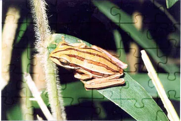 Hypsiboas cipoensis jigsaw puzzle