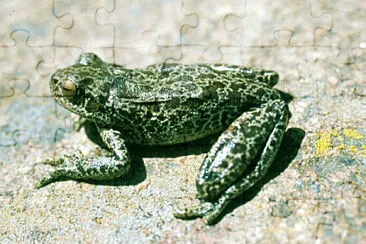 Hypsiboas cordobae