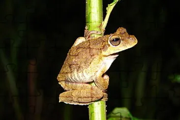 Hypsiboas lundii