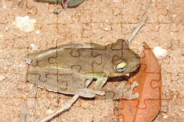 Hypsiboas pardalis