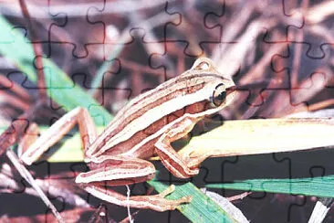 Hypsiboas polytaenis jigsaw puzzle