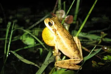 Hypsiboas pulchellus