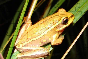 Hypsiboas semiguttaris