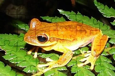 Hypsiboas bischoffi