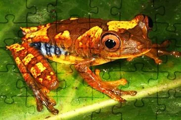 Hypsiboas geographicus