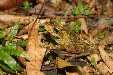 Hypsiboas rosembergi jigsaw puzzle