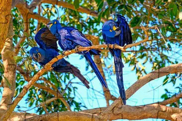 Arara Azul jigsaw puzzle