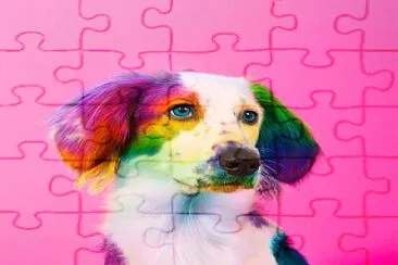 Colorful Dog