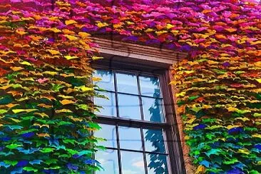 Colorful Window Foilage