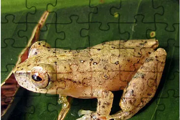 Dendropsophus berthalutzae