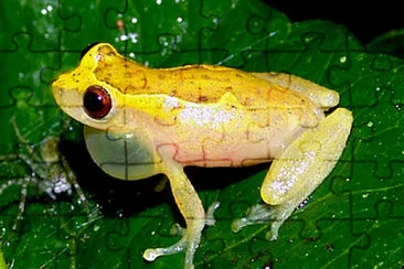 Dendropsophus decipiens jigsaw puzzle