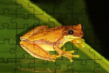 Dendropsophus ebraccatus jigsaw puzzle