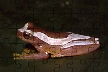 Dendropsophus elegans jigsaw puzzle