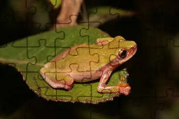 Dendropsophus elianeae jigsaw puzzle