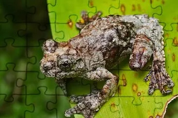 Dendropsophus  marmuratus jigsaw puzzle