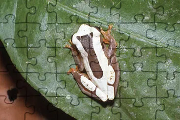 Dendropsophus leucophyllatus jigsaw puzzle