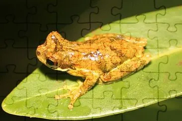 Dendropsophus microps