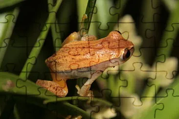 Dendropsophus nanus jigsaw puzzle