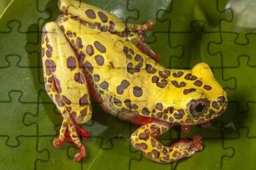 Dendropsophus reticulatos jigsaw puzzle