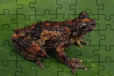 Dendropsophus seniculus jigsaw puzzle