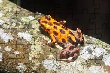 Dendropsophus  walfordi