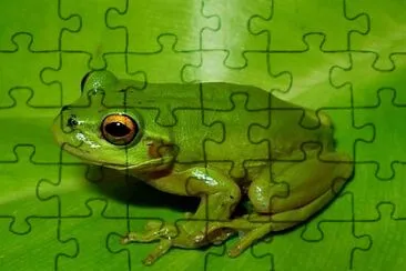 Dendropsophus labialis jigsaw puzzle