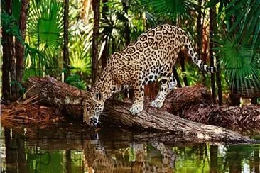 ANIMAL DE LA SELVA 01 jigsaw puzzle