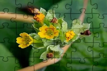 OK jigsaw puzzle