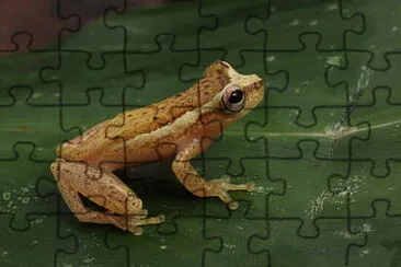 Dendropsophus haddidi jigsaw puzzle